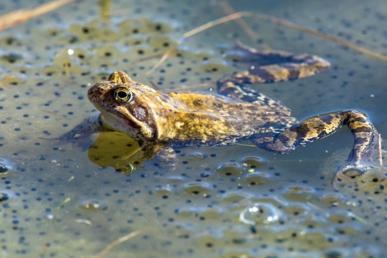 Villagers believed that a man who cruelly killed frogs for years met a fiery end as a form of immediate retribution.