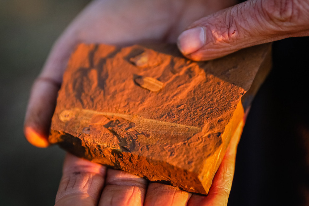 A fossil in goethite.