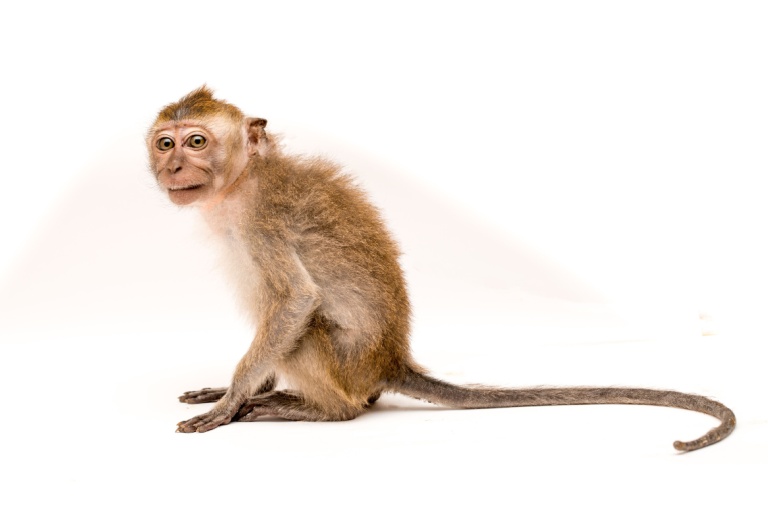 macaque-monkey