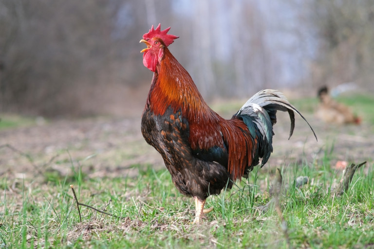Rooster crowing.