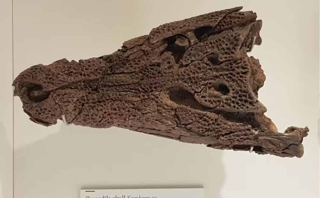 A Kambara skull at the Melbourne Museum.