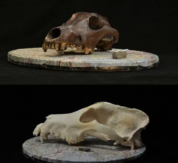 Photograph of an archaeological canid skull (top) and a modern dog skull (bottom) used for the photogrammetric reconstruction of 3D models in the study.