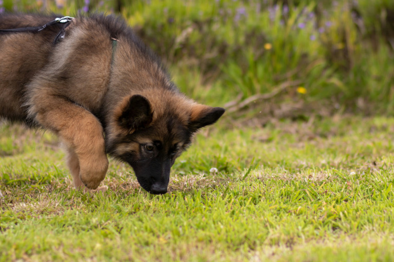 Dog sniffing the ground outside.