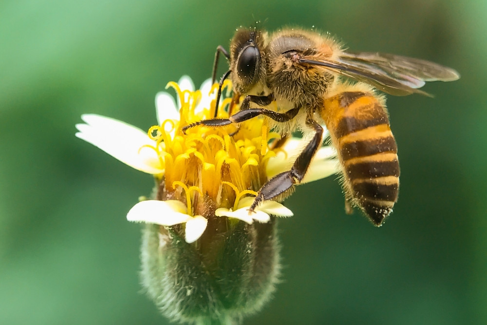 Closeup shot of a honeybee gathering pollen from a flower.