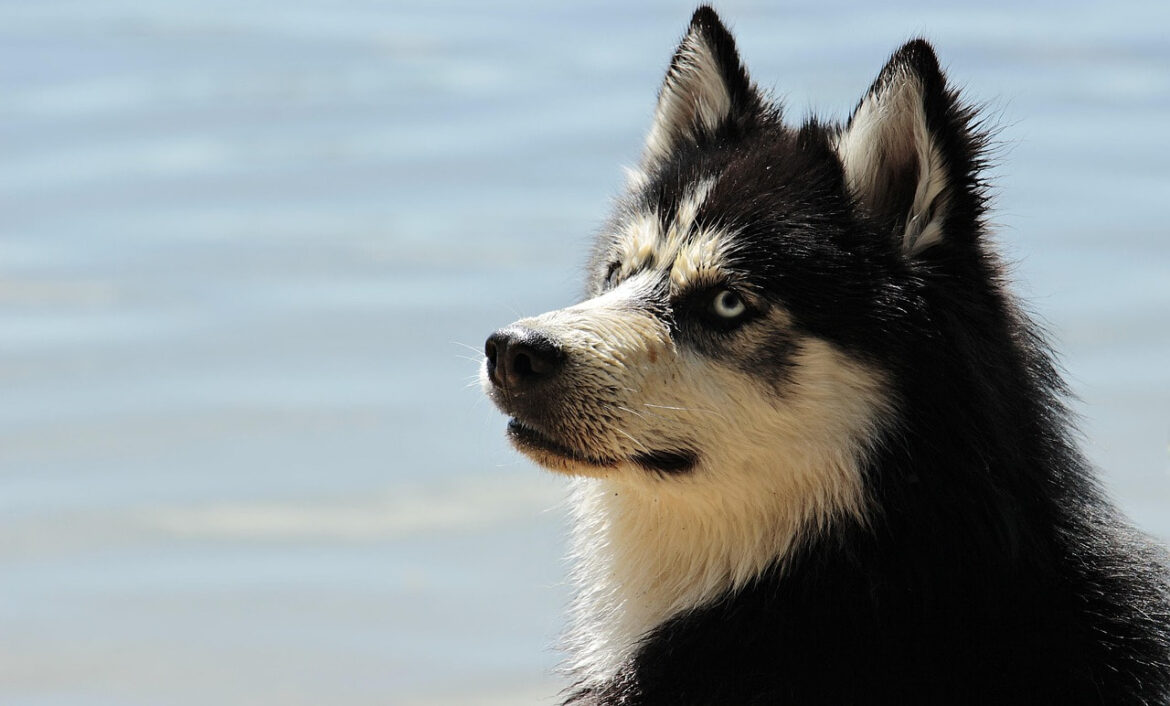 A husky.