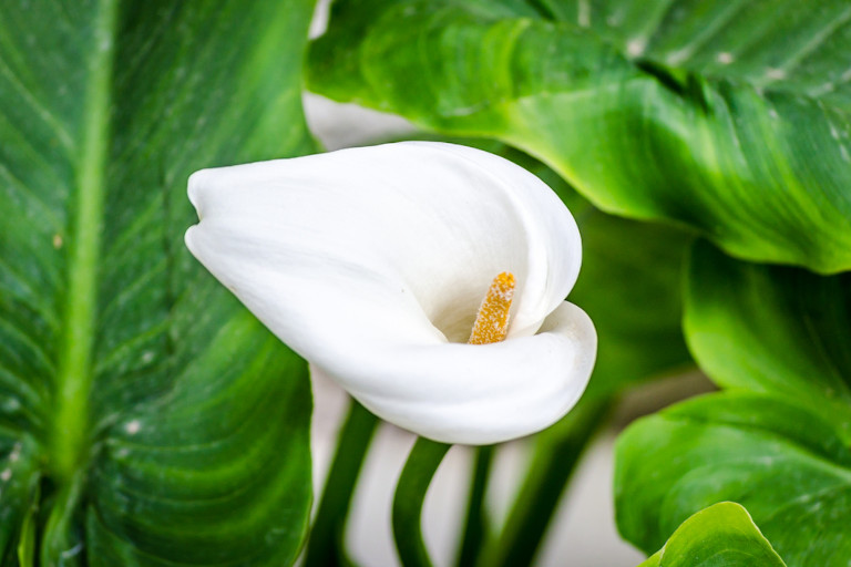 The peace lily his mother saved after the funeral outlived every other plant she had cared for, becoming a gentle symbol of his great-grandmother’s lasting love.