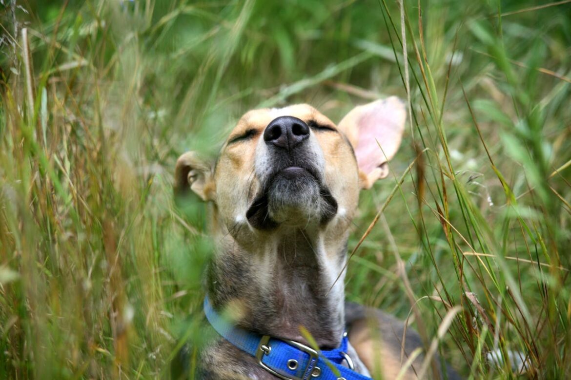 A dog sniffing the air.