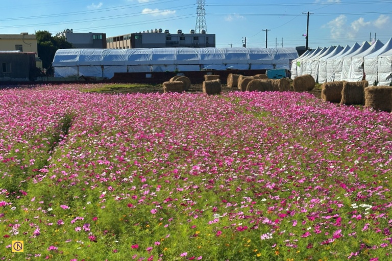 There are other beautiful flowers exhibited at the Mesona Flower Festival.
