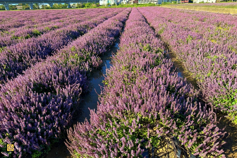 All the mesona plants are neatly arranged — some in straight rows, others in curved lines.