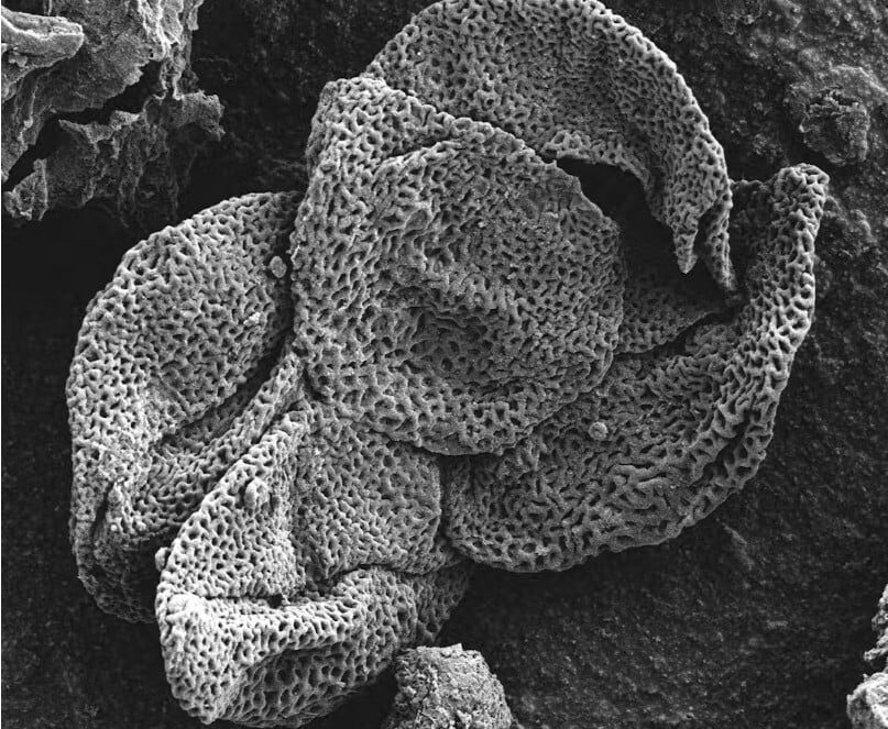 56-million-year-old fossilized palm pollen from the Bighorn Basin, Wyoming, United States.