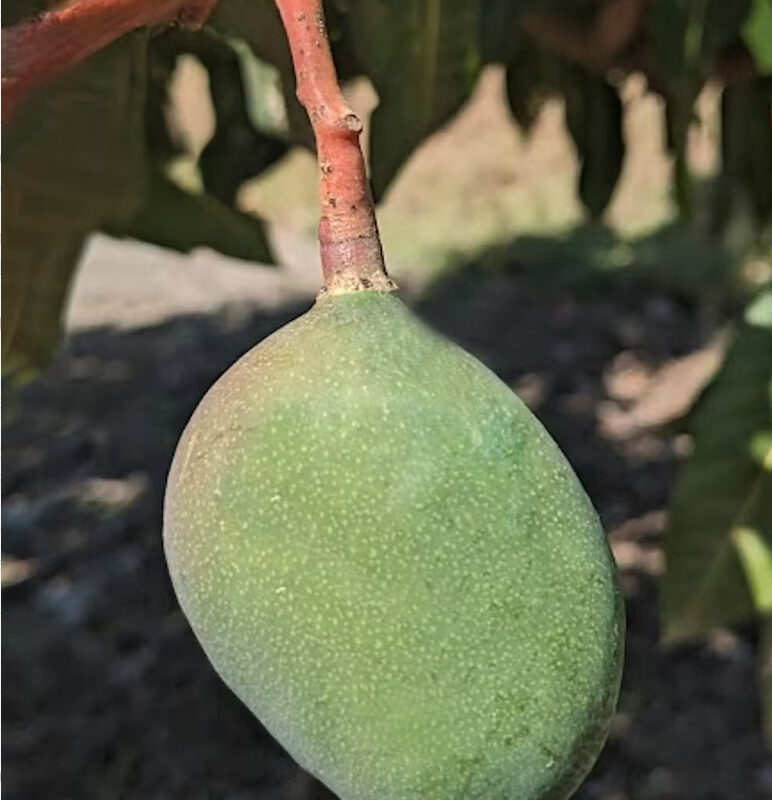 The pedicel is the stem that connects the mango to the tree.