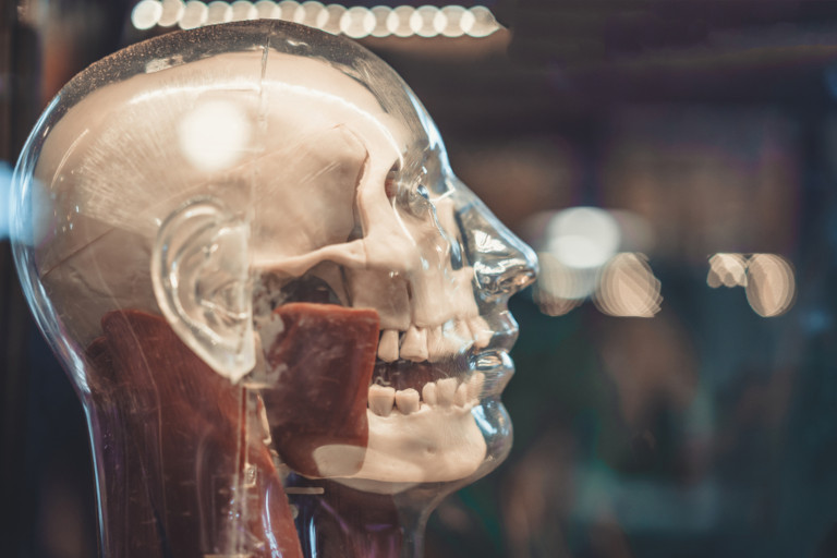 Bone structure and flesh were thought to work together, offering outward signs of resilience, stability, and life fortune.