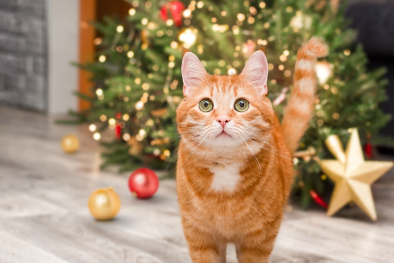 During the holiday season, the increased foot traffic can lead to pets slipping out of open doors or gates. To ensure their safety, make sure your pets are wearing proper identification.