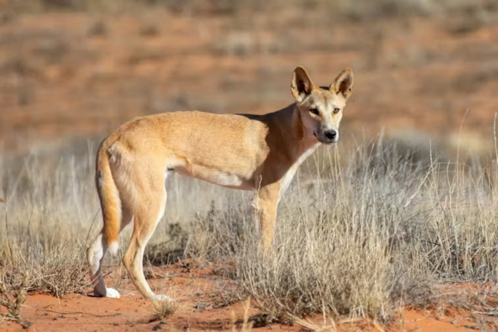 An Australian dingo.