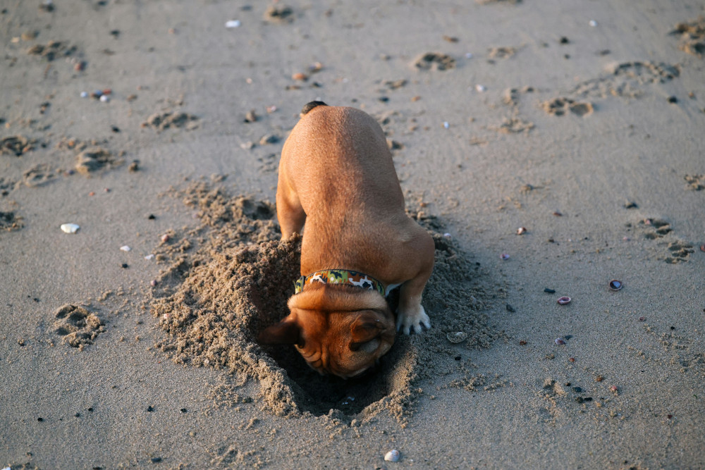 Dog digging a hole in the sand at the beach.