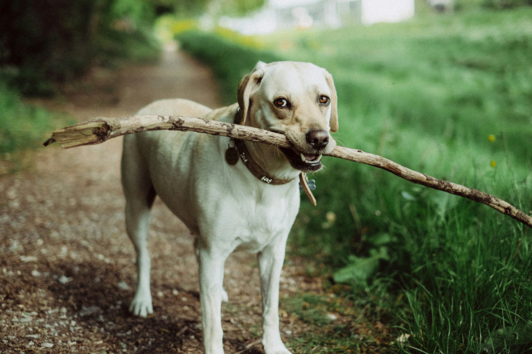 Dog fetching a big stick.