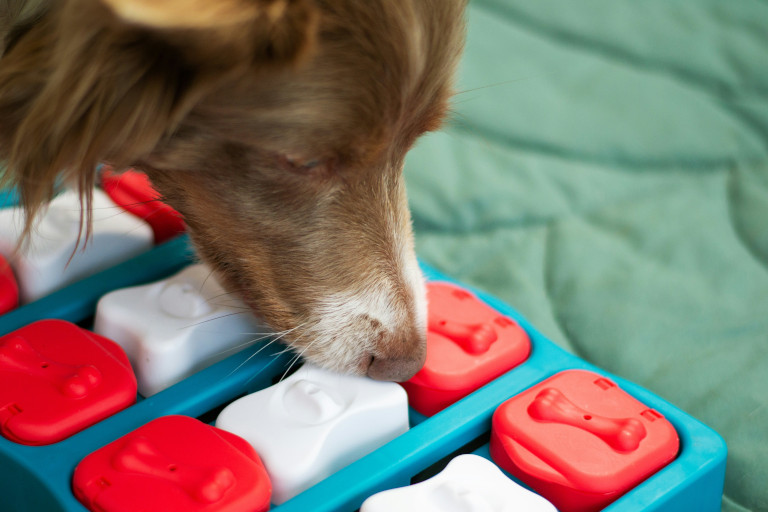 Dog trying to get a treat from a puzzle toy.