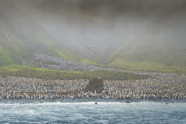 Penguins on the coast of Macquarie Island.