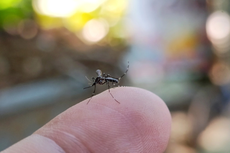 A mosquito on sitting on a finger.
