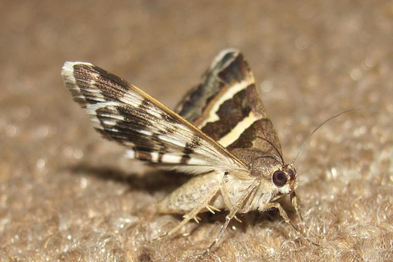 In a closed wardrobe, the larvae feed undisturbed, chewing through the fibers of clothes and creating the small holes that we discover months later.