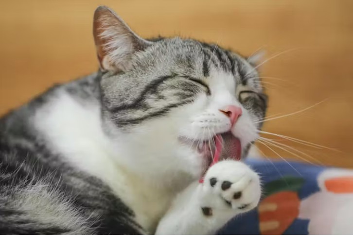 Cats lick themselves to spread saliva on their fur, which cools them in extreme heat when it evaporates.