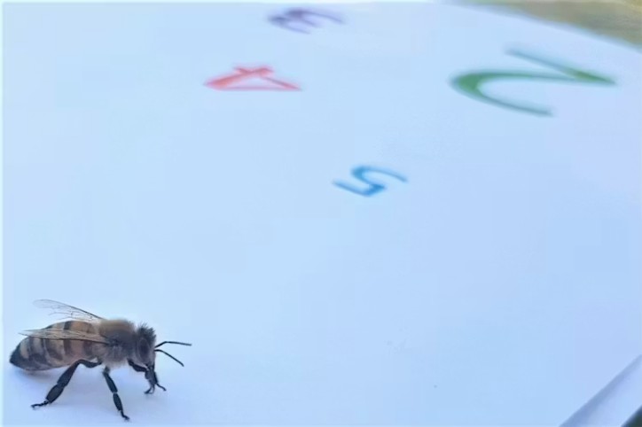 Bees have demonstrated the ability to learn simple arithmetic and can perform other numerical feats.