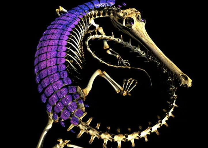 While skin bone plates are well studied in crocodylians (shown here in a gharial, in purple), their presence in lizards and snakes has long remained poorly understood. CT data provided by Jaimi Gray (2022, UF 33421).