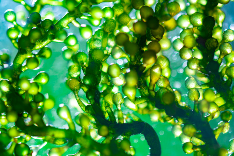 Closeup shot of algae in the ocean.
