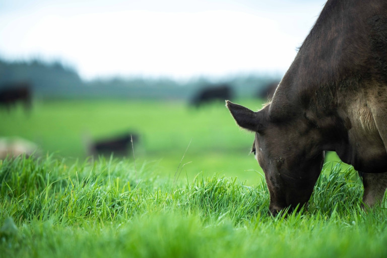Cow grazing in a green pasture.