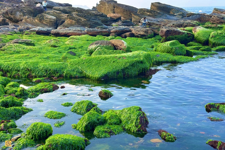 Surfaces are blanketed with vibrant green algae, like a natural carpet draped over the stones.