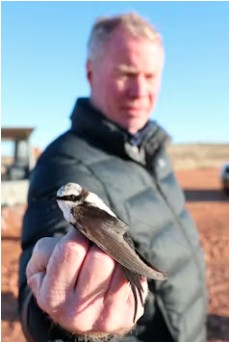 A white-backed swallow equipped with a temperature-sensing radio transmitter.