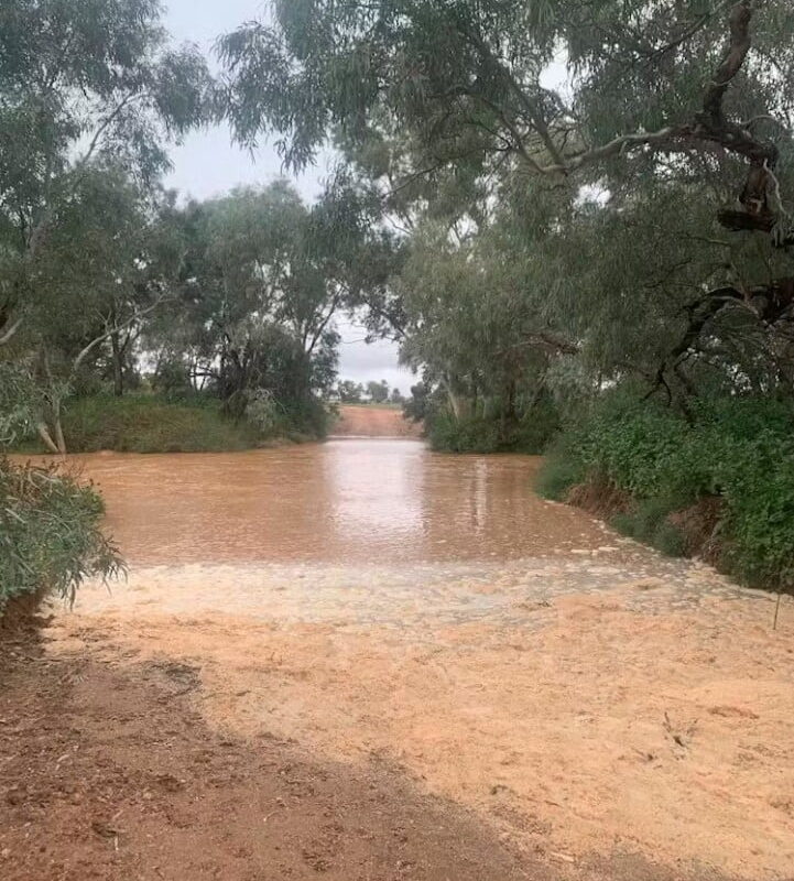During and after these extreme rain events, the birds remained in their burrows even during the daytime.