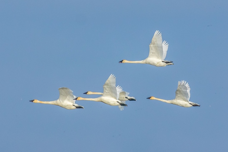 One day, while tending sheep on a mountain top, his cousin saw a group of swans flying overhead. On impulse, he raised his gun and shot one down. Its wing was broken, so he bandaged it and brought it home.