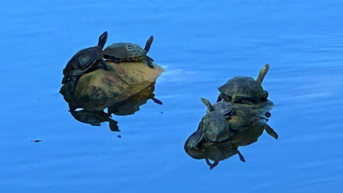 Turtles sunning on rocks.