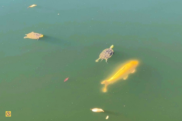 Turtles and koi can often be seen swimming peacefully together in the calm waters of Keelung Lover’s Lake.