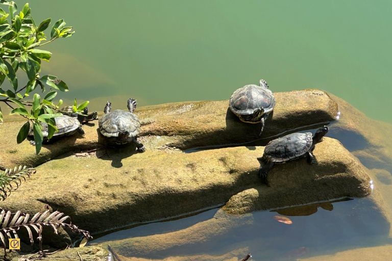 A large number of turtles can often be seen swimming and basking in the calm waters of Keelung Lover’s Lake.