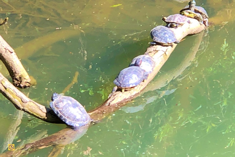 The calm waters of Keelung Lover’s Lake are home to many turtles.