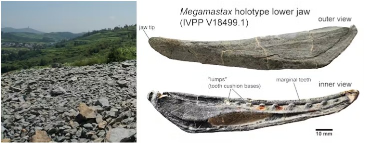 Exposures of the Kuanti Formation near the city of Qujing, Yunnan (left). The original lower jaw of Megamastax, as described in 2014 (right).