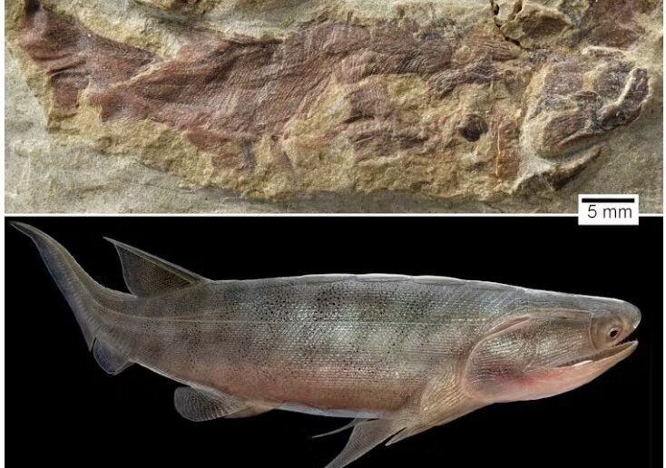 Fossil skeleton and life reconstruction of Eosteus chonqingensis from the early Silurian of Chongqing, China.