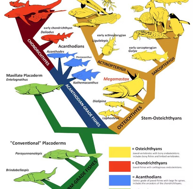 A multicoloured diagram showing the evolutionary position of Megamastax within the radiation of jawed vertebrates. Exactly where Eosteus fits into this tree is currently poorly resolved