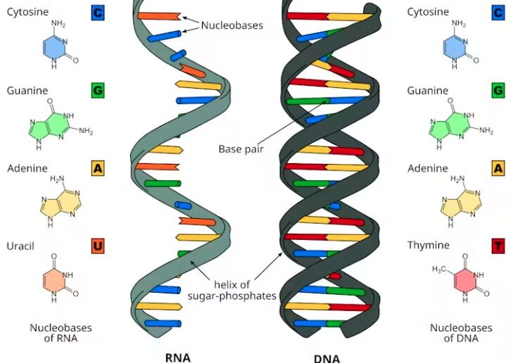 How the five nucleobases make up RNA and DNA.