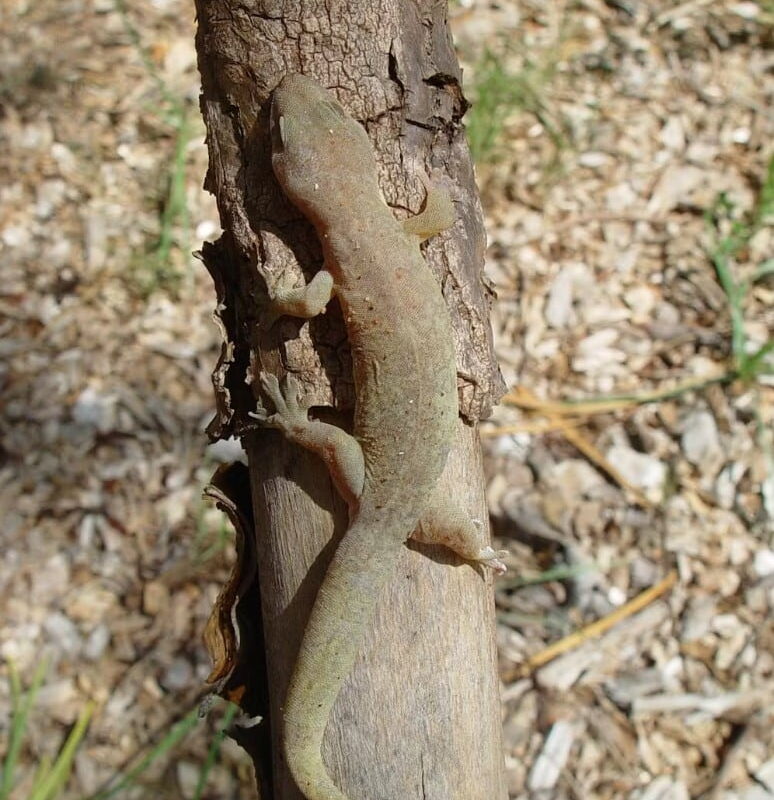 The plain tree dtella (Gehyra gemina) lives in Western Australia.