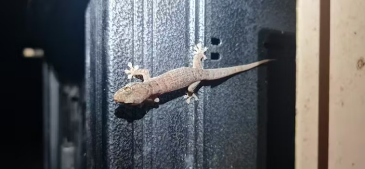 Gehyra australis, also known as the Australian house gecko.