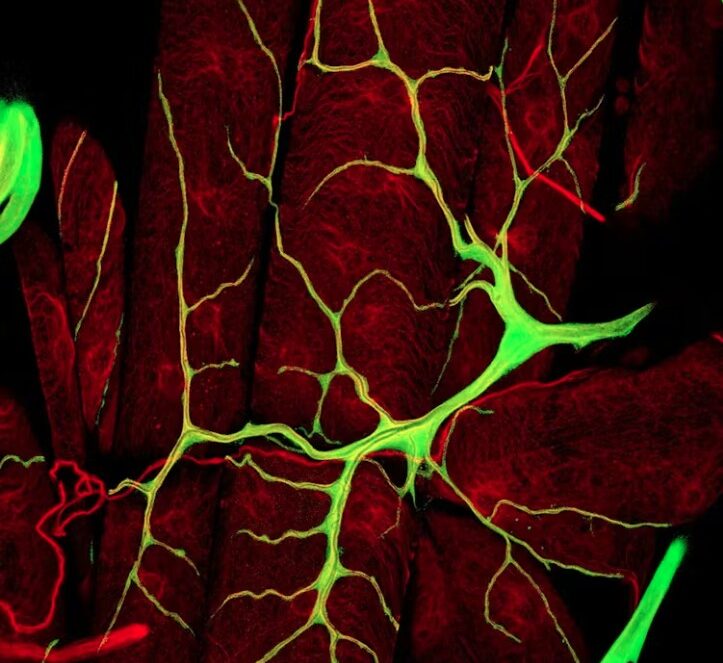 Tracheal system (green) supplying oxygen into the flight muscles (red) of a vinegar fly.