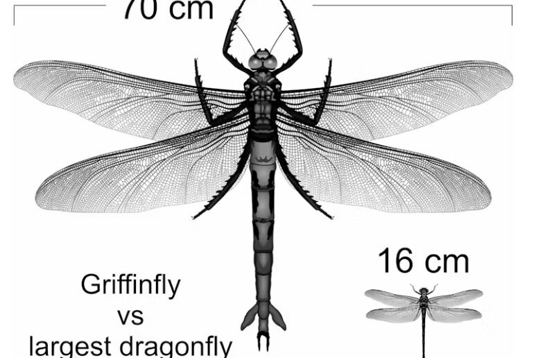 The extinct griffinfly (left) next to one of the largest living dragonflies, the giant petaltail (right).