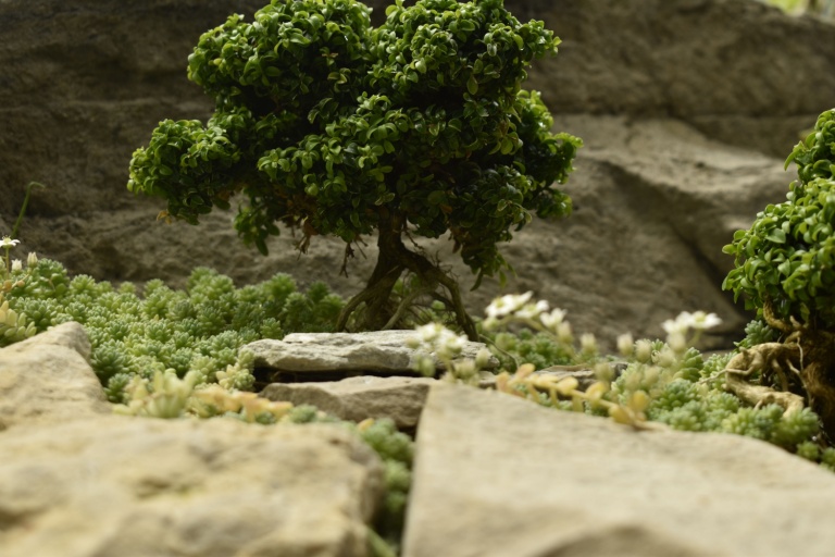 In their natural tropical and subtropical environments, banyan trees grow rapidly, sending out countless shoots and aerial roots.