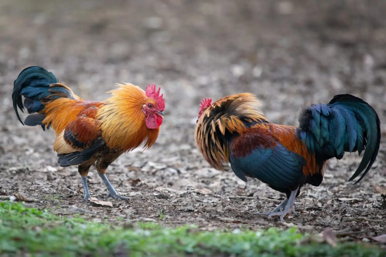 The term 'wooden rooster' comes from a fable about a fighting rooster in the parable 'Zhuangzi.'