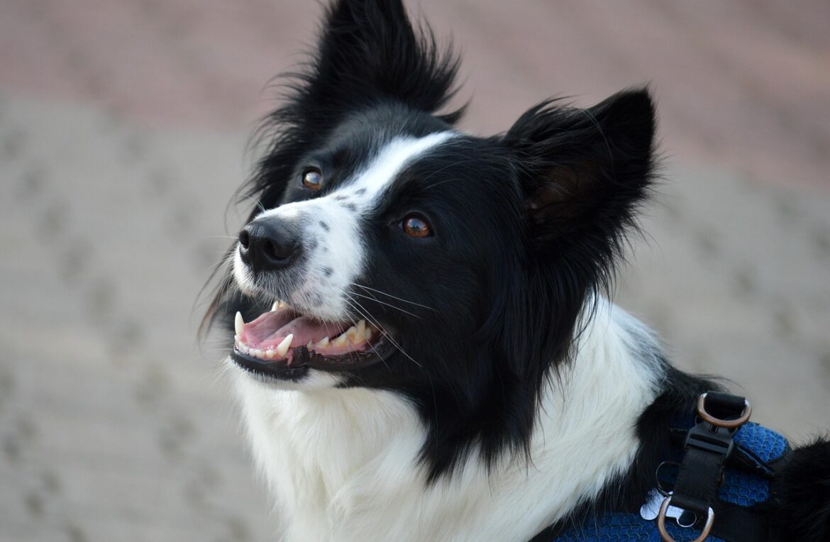 A border collie.