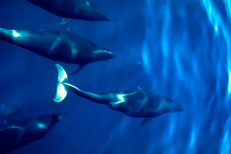 Northern right whales in a marine sanctuary.