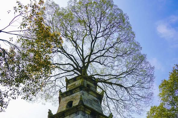 In Tea Pavilion town, Changsha, Hunan Province, a remarkable sight crowns an ancient cultural relic: a living tree sits atop a tower named 'Cherish the Written Word.'